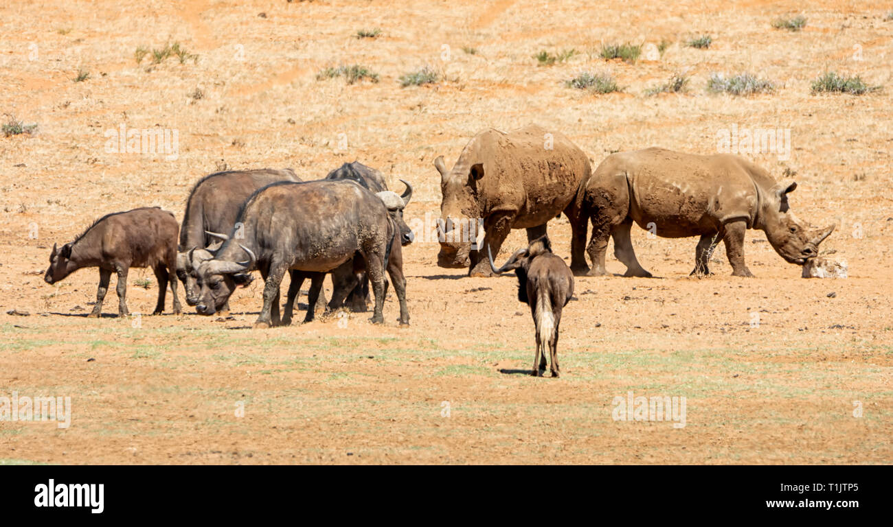 White Rhino et Buffalo dans le sud de la savane africaine Banque D'Images