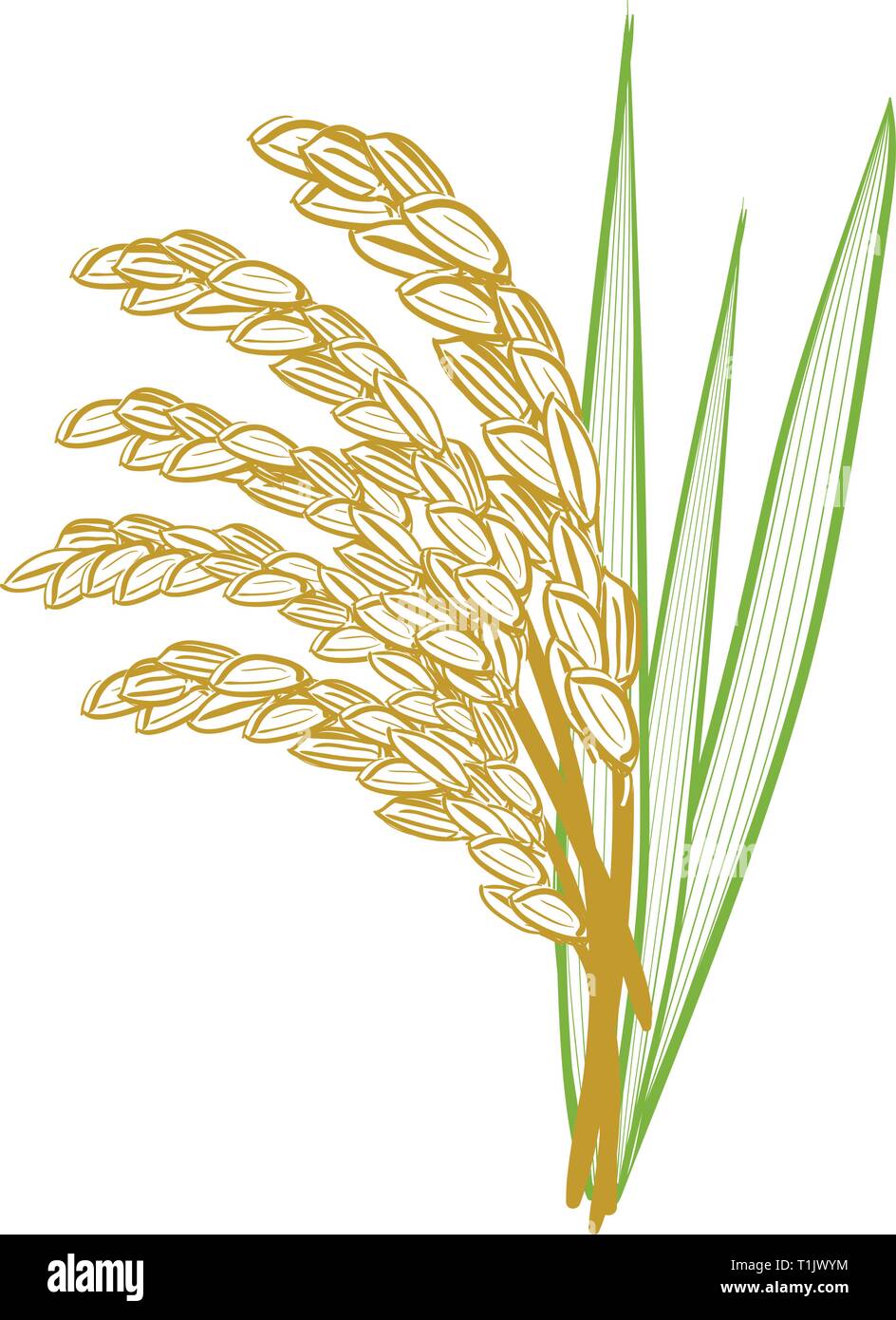 Tiges de grains de riz avec des feuilles provenant de derrière. Illustration de Vecteur