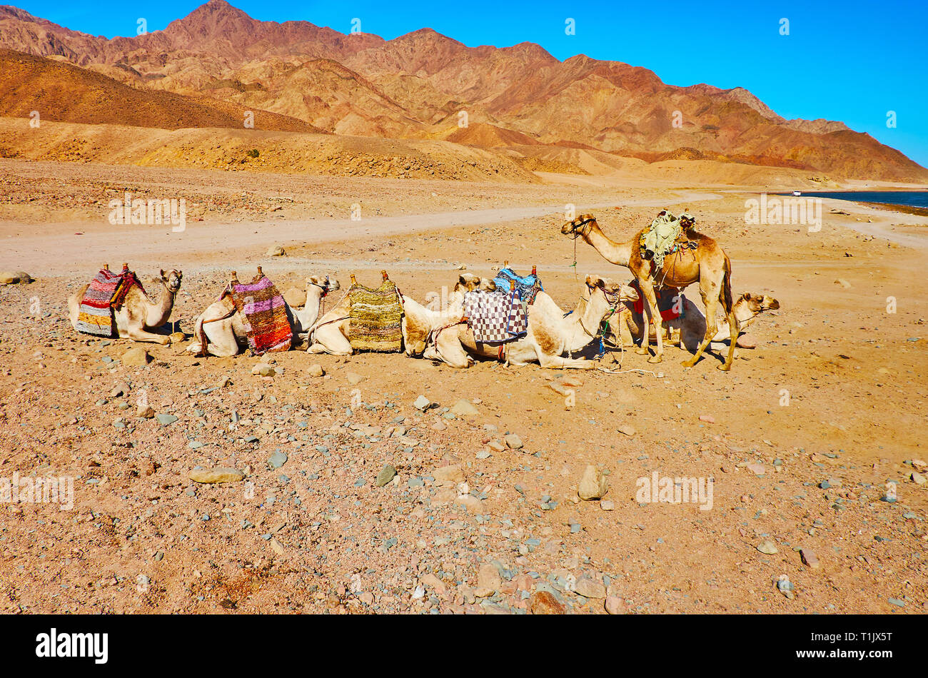 La petite caravane de chameaux prend un repos sur la côte du golfe d'Aqaba au désert du Sinaï, en Égypte. Banque D'Images
