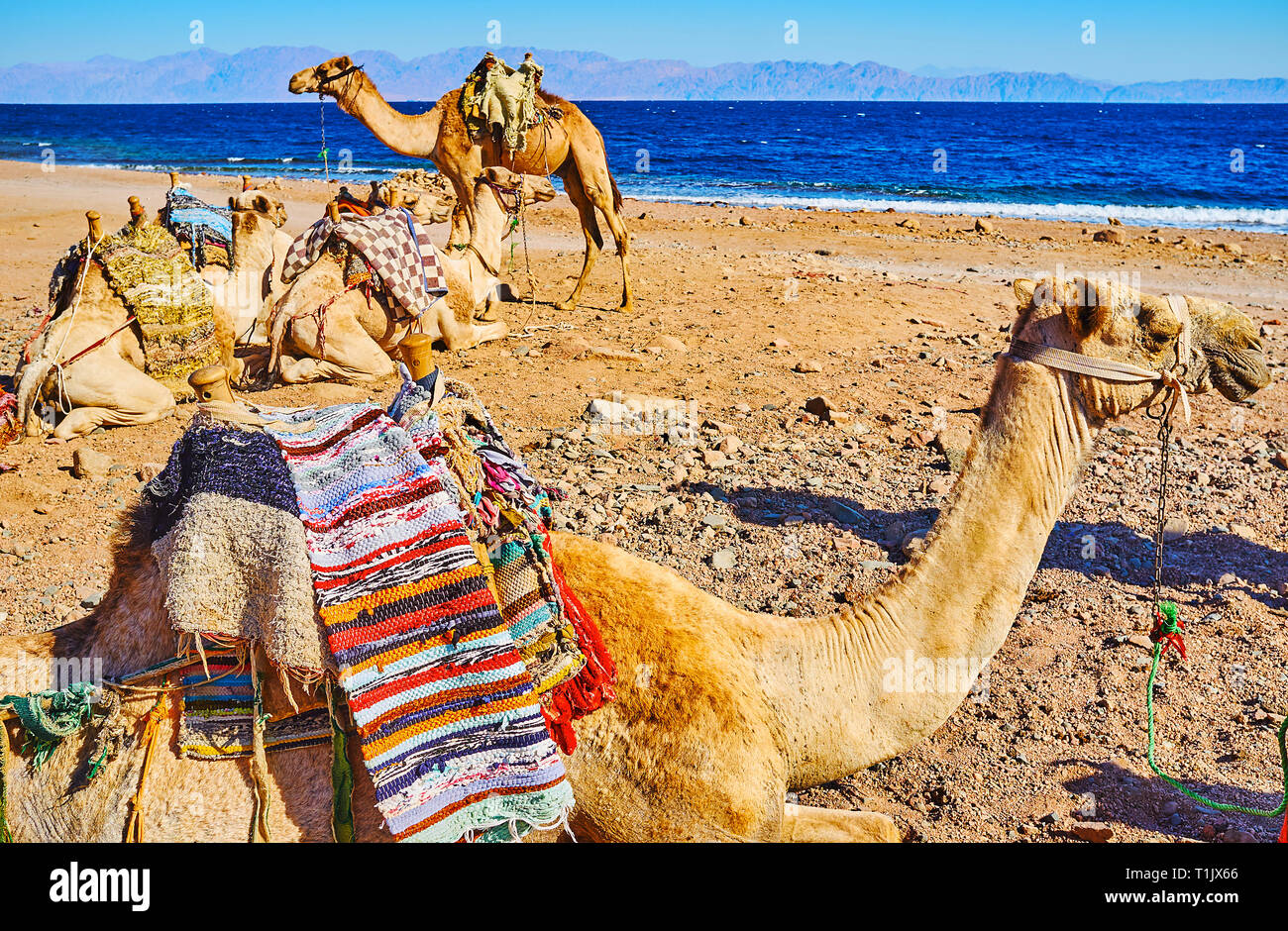 Les chameaux de la caravane touristique s'asseoir sur la côte rocheuse du golfe d'Aqaba, Sinaï, Égypte. Banque D'Images