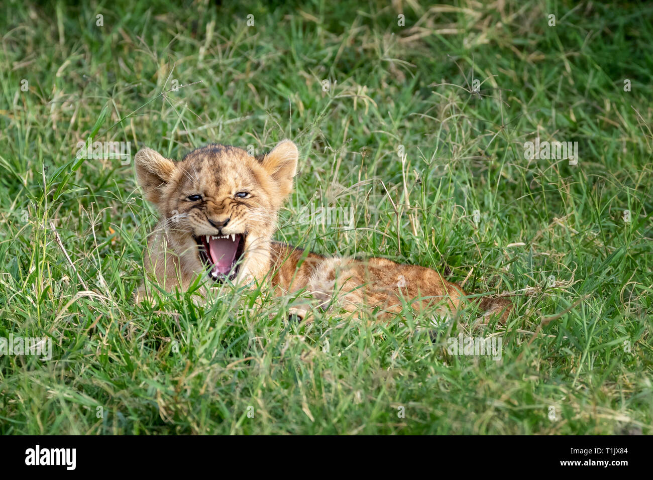 Jeune Lion Cub Fixant Dans La Fraicheur De L Herbe Verte De La Masai Mara Kenya Mignon Bebe Parcticing Ou Un Rugissement Growl Mais Pas A La Tres Feroce Photo Stock Alamy