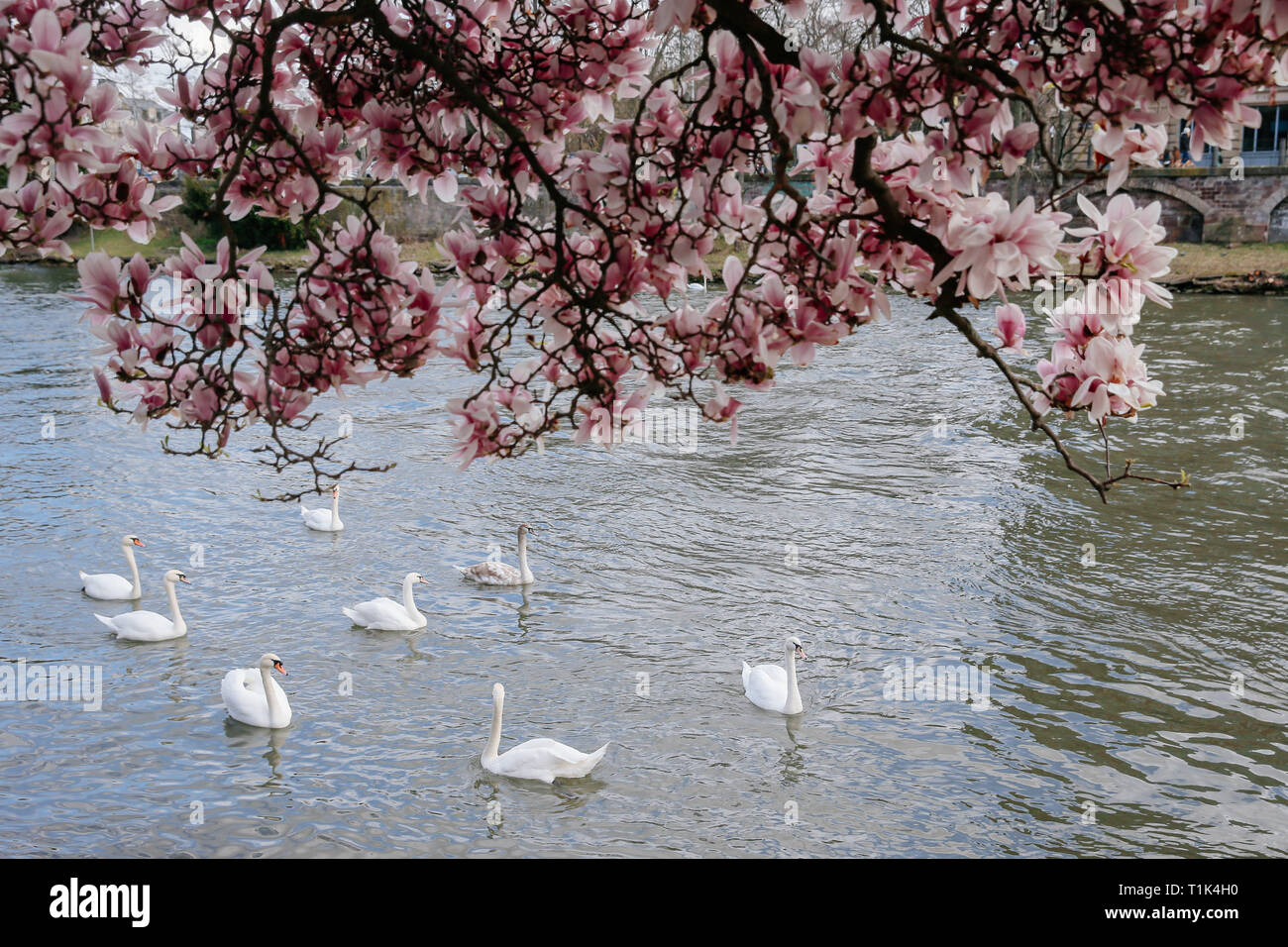 Paris, France. Mar 26, 2019. Les cygnes nager dans l'eau à Strasbourg, France, le 26 mars 2019. Credit : Zhang Cheng/Xinhua/Alamy Live News Banque D'Images