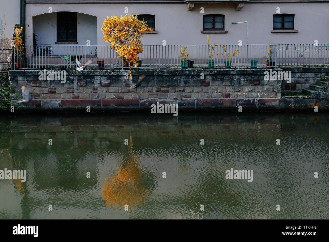 Paris, France. Mar 26, 2019. Des oiseaux volent passé fleurs forsythia florissante à Strasbourg, France, le 26 mars 2019. Credit : Zhang Cheng/Xinhua/Alamy Live News Banque D'Images