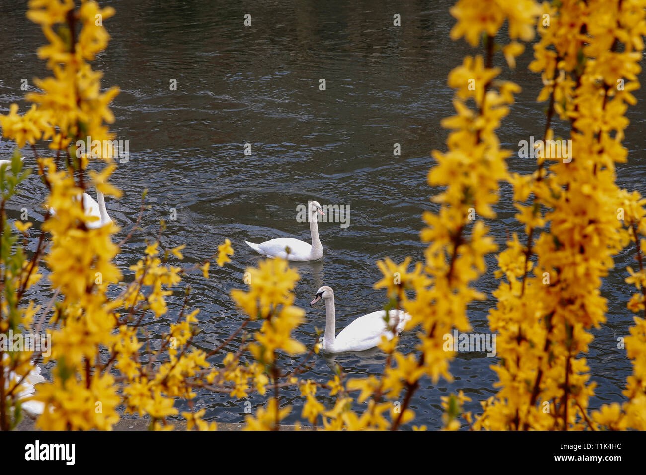 Paris, France. Mar 26, 2019. Les cygnes nager dans l'eau à Strasbourg, France, le 26 mars 2019. Credit : Zhang Cheng/Xinhua/Alamy Live News Banque D'Images
