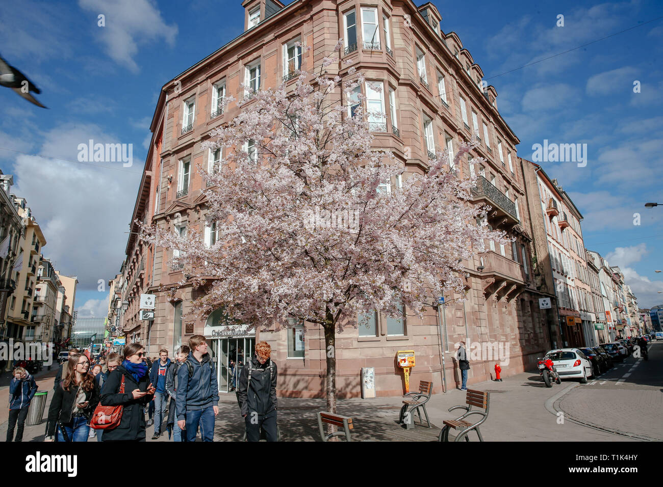 Paris, France. Mar 26, 2019. Les piétons à pied passé cerisiers florissant à Strasbourg, France, le 26 mars 2019. Credit : Zhang Cheng/Xinhua/Alamy Live News Banque D'Images