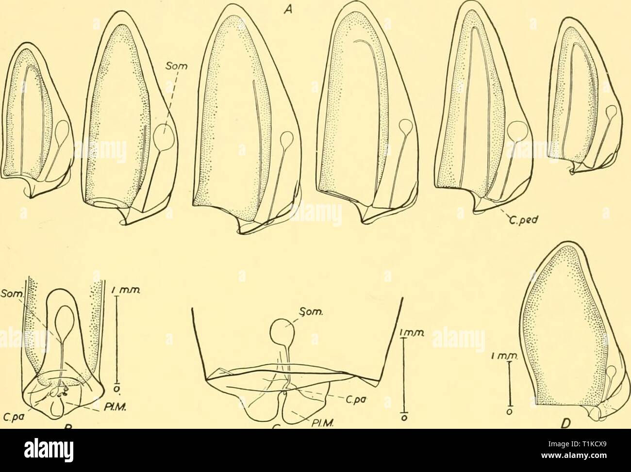 Rapports de découverte (1956) rapports de découverte discoveryreports27inst Année : 1956 compte 115 BIOLOGIQUE ET SYSTÉMATIQUE La manette de l'somatocyst d'un spécimen de la Méditerranée mesuré 0-025 mm- m de diamètre. Le passage d'une gouttelette d'huile en place ce canal peut se distendre. L'élargissement de l'gastrozooids même spécimen mesuré o-6-O-8 mm. de longueur et de 0 à 15 mm. de diamètre. Le diamètre de la moitié distale, le rostre, n'était que de 0-08 mm. Dans un spécimen complet il y a un bourgeon d'une troisième nectophore. B C Texte-fig. 57. Lensia subtilis, antérieur nectophores. A, une série de six spécimens dans le Golfe Banque D'Images