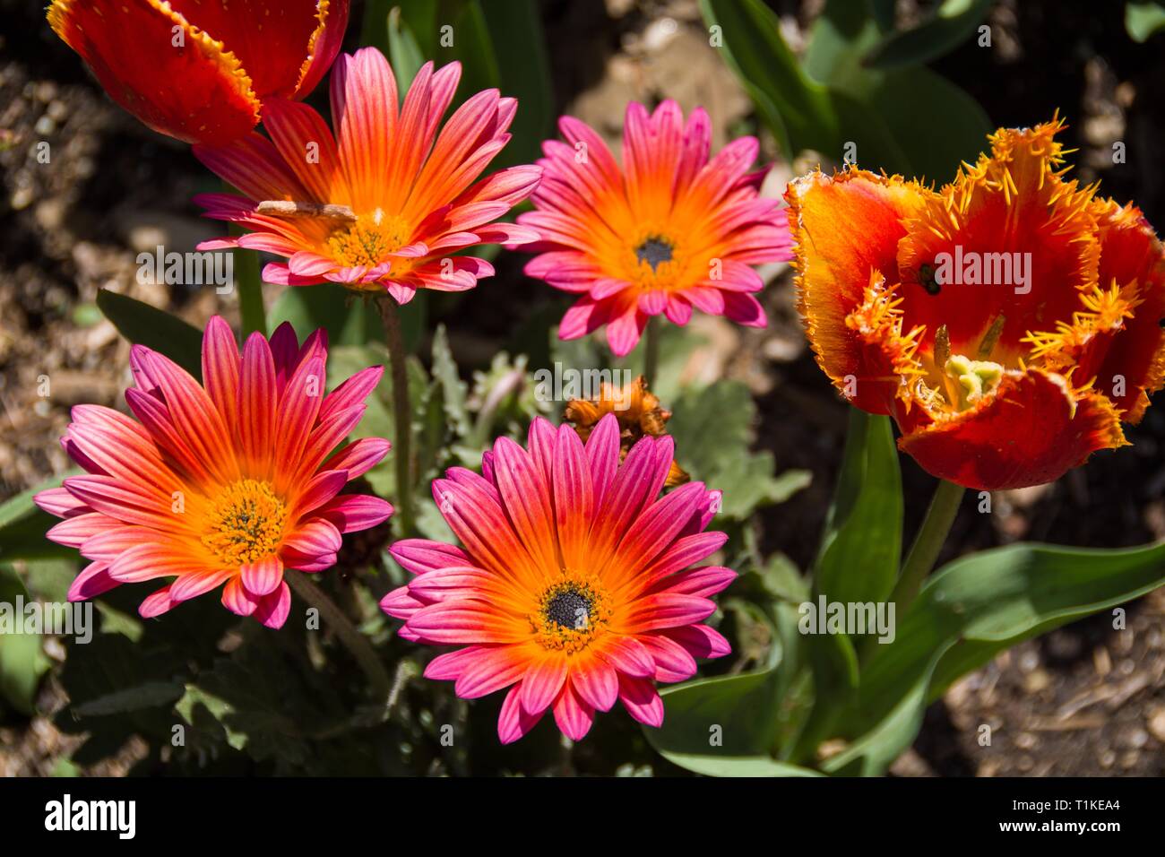 Rose et orange de la 'Pink Sugar' African Daisies et son feuillage argenté, prêter de l'appel à la profonde beauté de cristal orange Double frangée tard tulipes. Banque D'Images