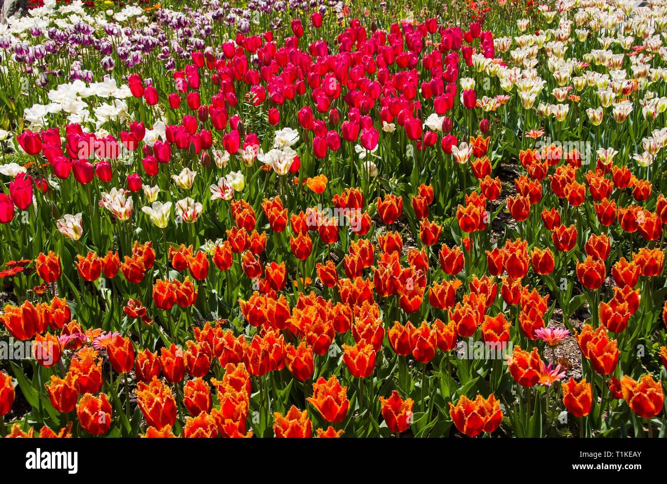 Une superbe gamme de tulipes colorées au pic de floraison. Descanso Gardens, La Cañada Flintridge, comté de Los Angeles, Californie. 24 mars, 2019. Banque D'Images