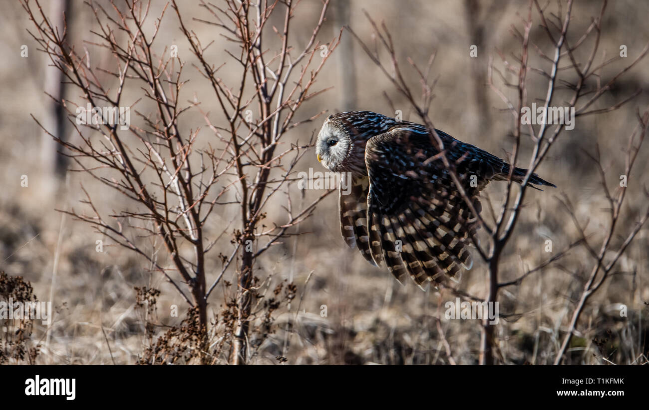 Chouette de l'Oural (Strix uralensis) volant entre les buissons après avoir attrapé une proie avec un arrière-plan flou artistique Banque D'Images