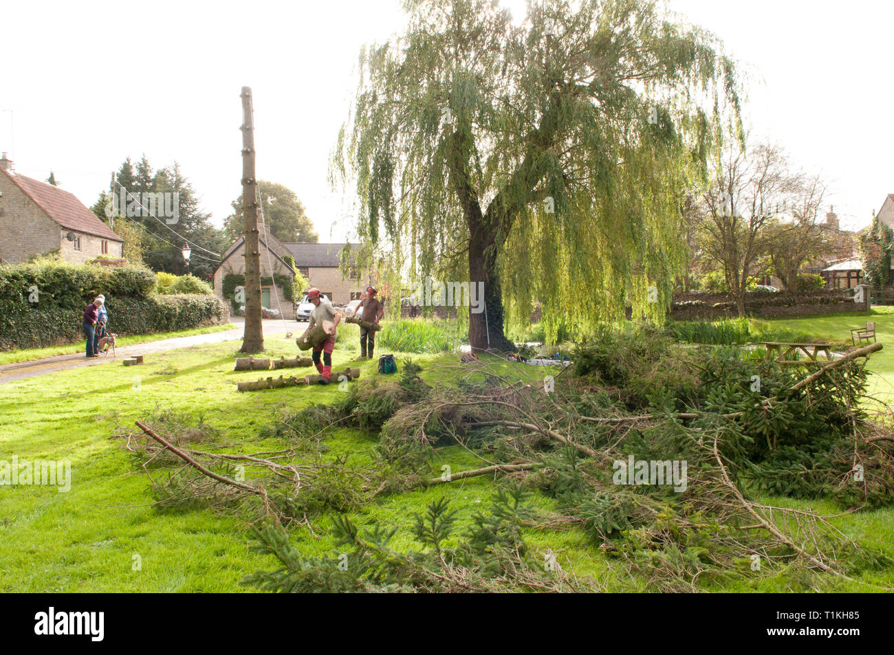 Les chirurgiens de l'arbre portant de lourdes billes et branches de compensation Banque D'Images