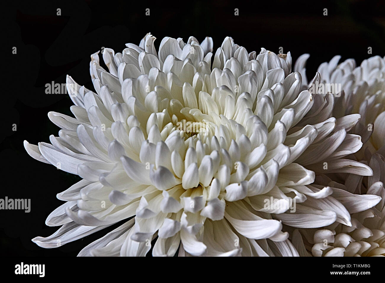 Des chrysanthèmes blancs sont de forme sphérique avec un cœur vert sur un arrière-plan flou. La Russie, Moscou, maison de vacances, cadeau, humeur, nature, fleur, clé faible Banque D'Images