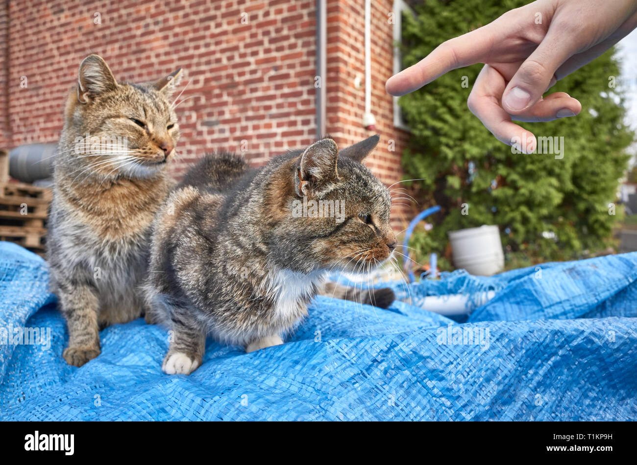 Deux chatons jouent avec le propriétaire la main dans une cour, selective focus. Banque D'Images