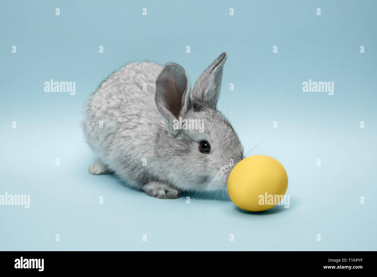 Lapin lapin de Pâques avec des oeufs peints en bleu sur fond bleu. Pâques, fête du printemps, l'animal, et maison de concept. Banque D'Images