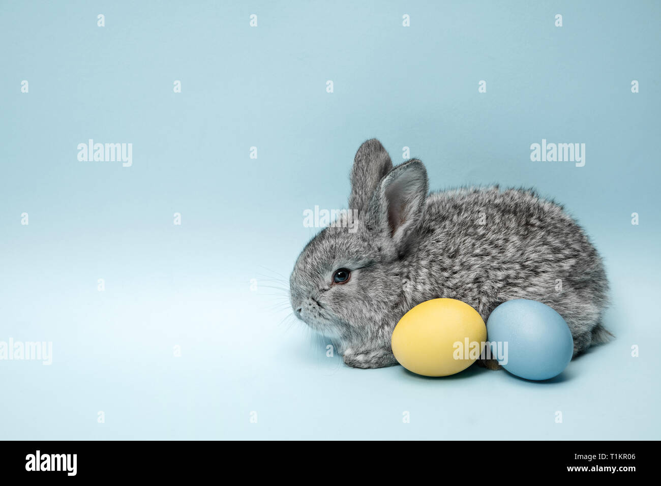 Lapin de Pâques lapin avec oeufs peints sur fond bleu. Pâques, fête du printemps, l'animal, et maison de concept. Banque D'Images