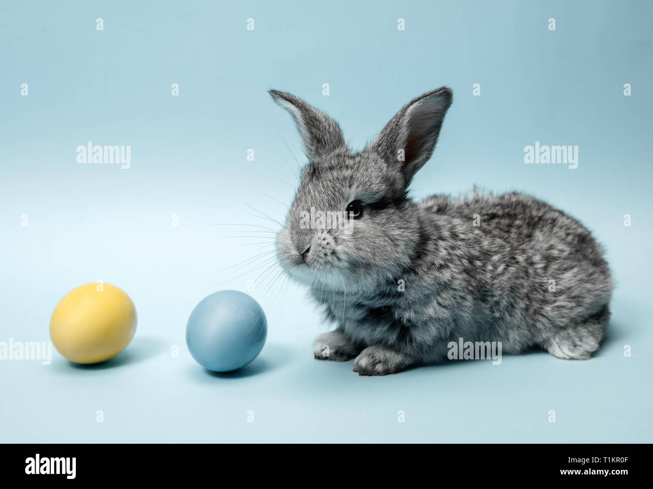 Lapin de Pâques lapin avec oeufs peints sur fond bleu. Pâques, fête du printemps, l'animal, et maison de concept. Banque D'Images