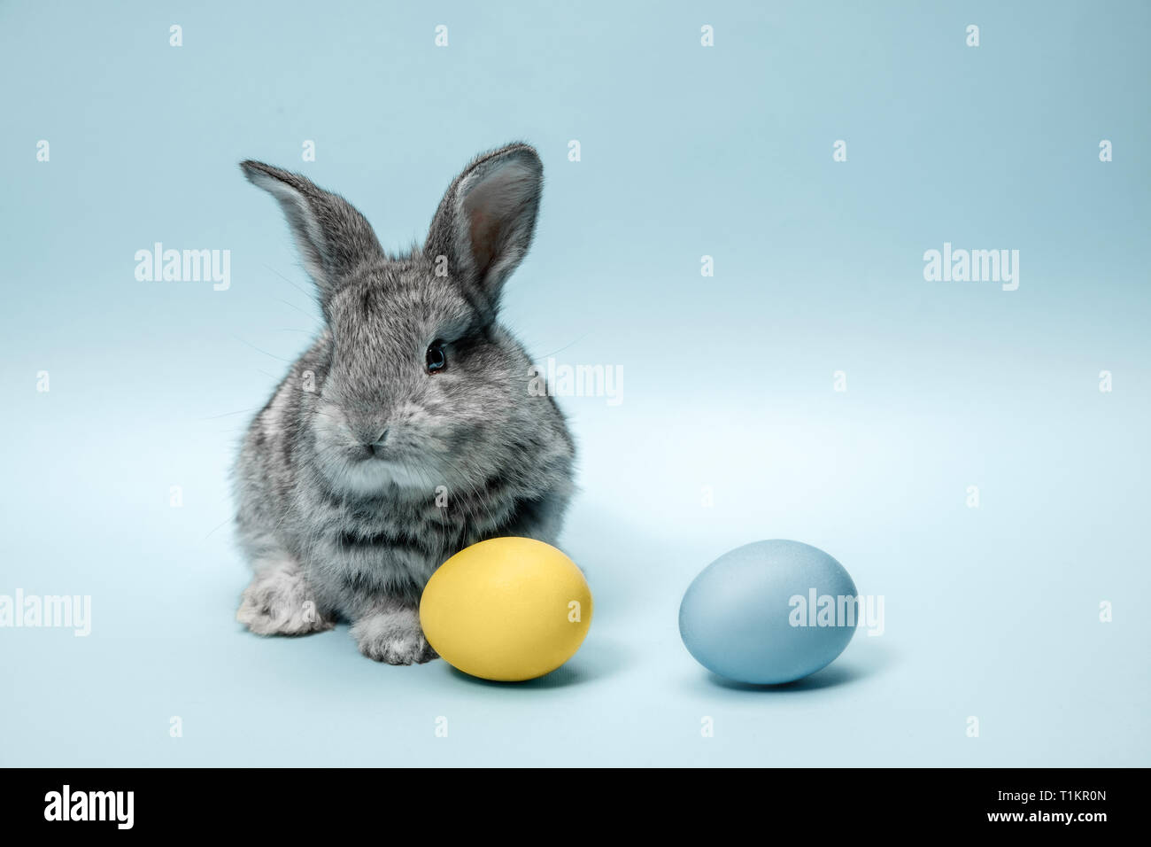 Lapin de Pâques lapin avec oeufs peints sur fond bleu. Pâques, fête du printemps, l'animal, et maison de concept. Banque D'Images