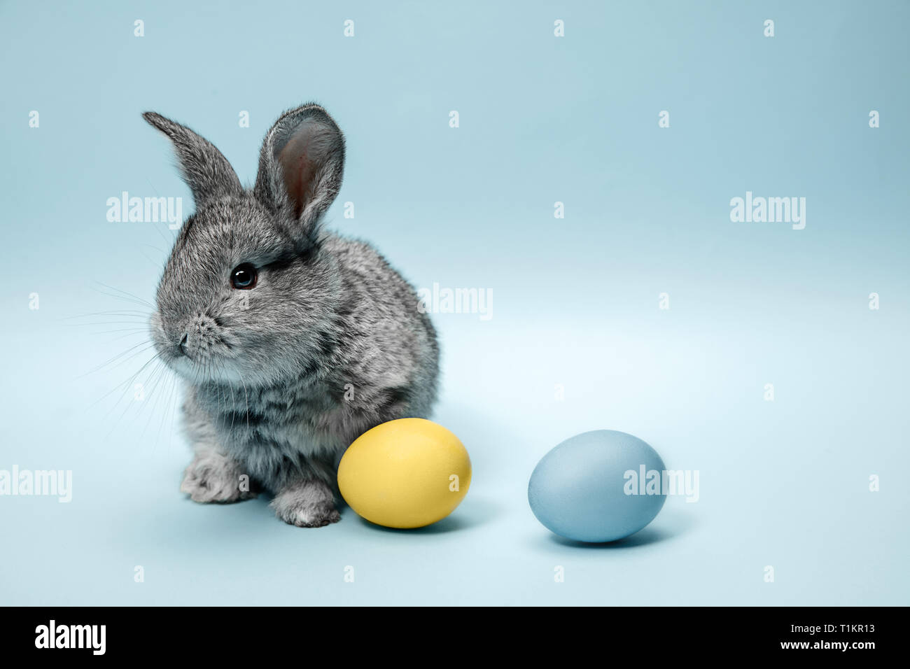 Lapin de Pâques lapin avec oeufs peints sur fond bleu. Pâques, fête du printemps, l'animal, et maison de concept. Banque D'Images