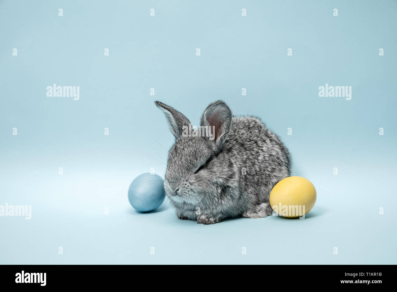Lapin de Pâques lapin avec oeufs peints sur fond bleu. Pâques, fête du printemps, l'animal, et maison de concept. Banque D'Images