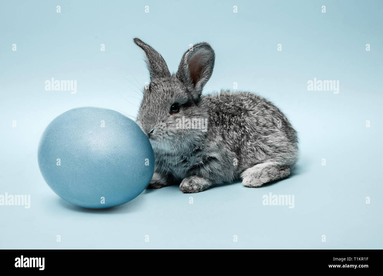 Lapin lapin de Pâques avec des oeufs peints en bleu sur fond bleu. Pâques, fête du printemps, l'animal, et maison de concept. Banque D'Images