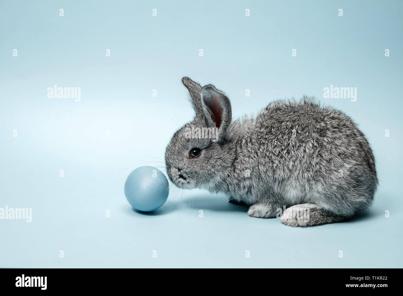 Lapin lapin de Pâques avec des oeufs peints en bleu sur fond bleu. Pâques, fête du printemps, l'animal, et maison de concept. Banque D'Images