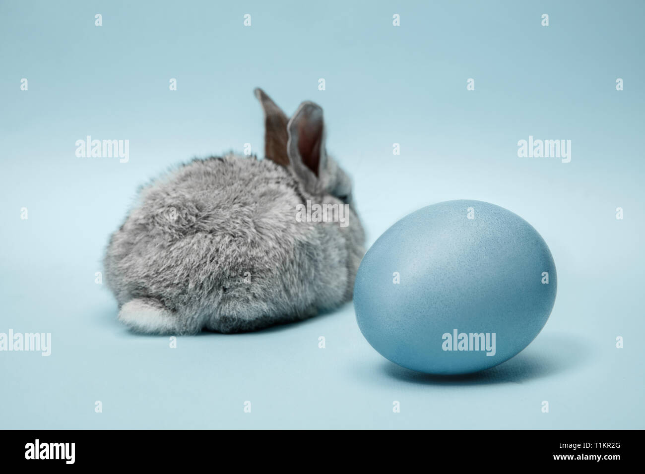 Lapin lapin de Pâques avec des oeufs peints en bleu sur fond bleu. Pâques, fête du printemps, l'animal, et maison de concept. Banque D'Images