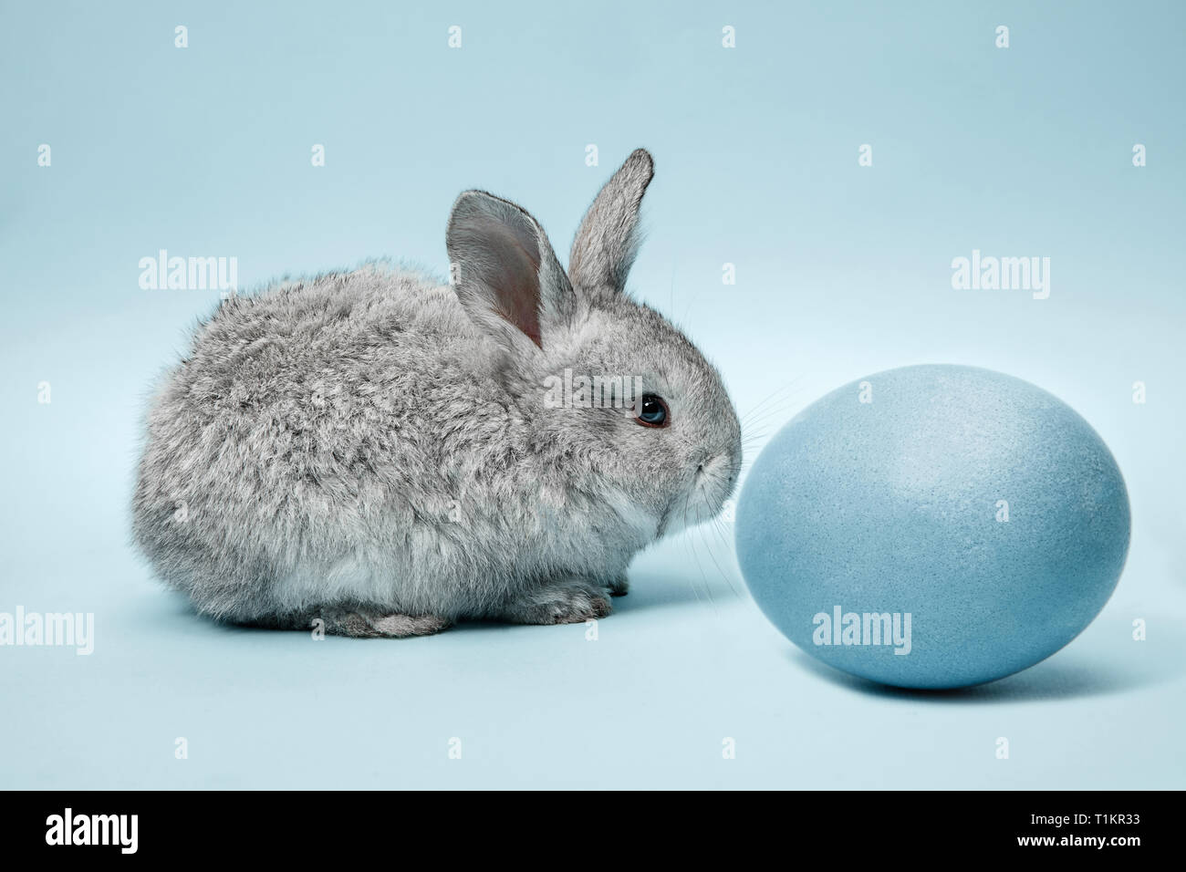 Lapin lapin de Pâques avec des oeufs peints en bleu sur fond bleu. Pâques, fête du printemps, l'animal, et maison de concept. Banque D'Images
