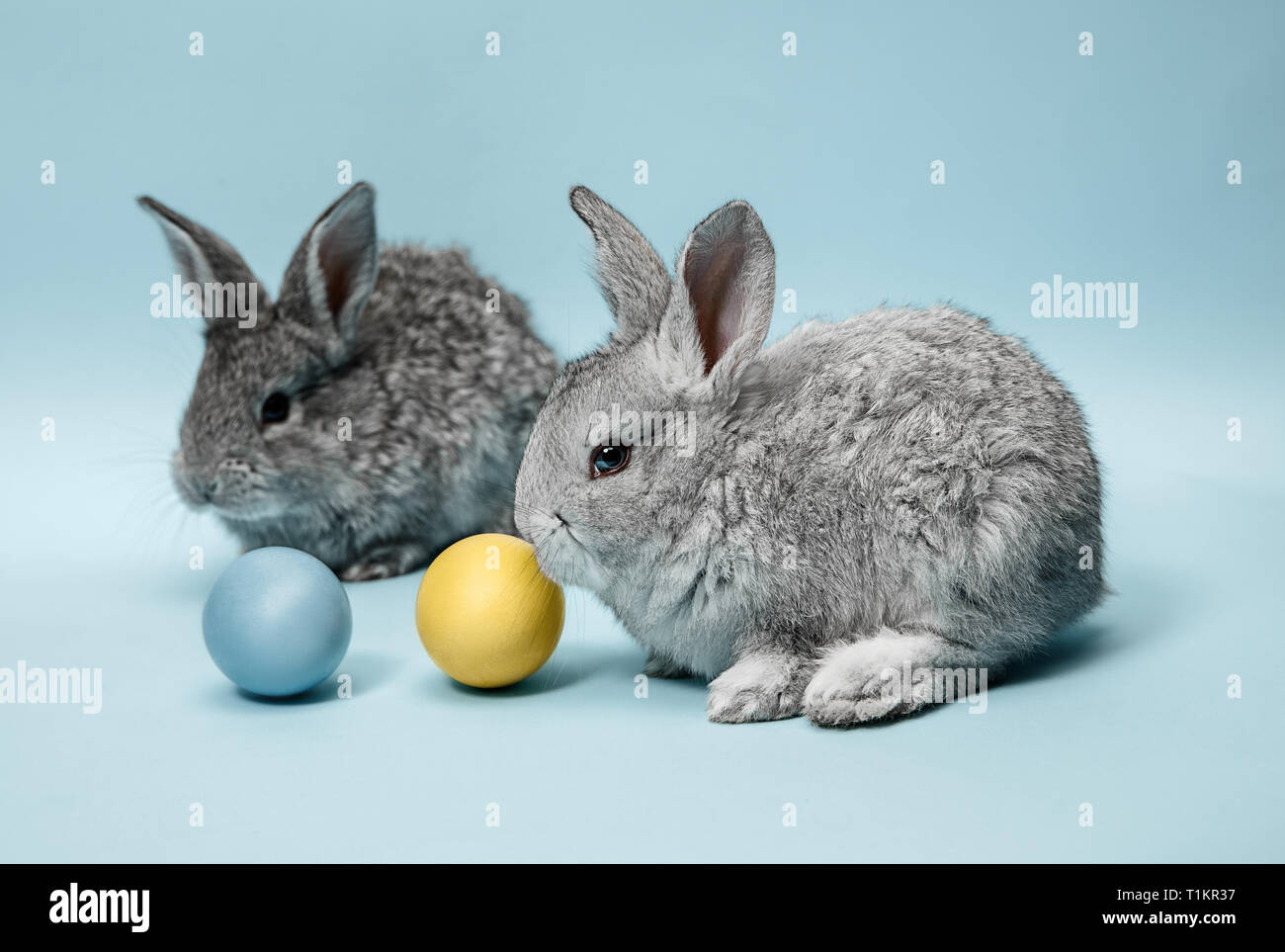 Lapin de Pâques lapin avec oeufs peints sur fond bleu. Pâques, fête du printemps, l'animal, et maison de concept. Banque D'Images