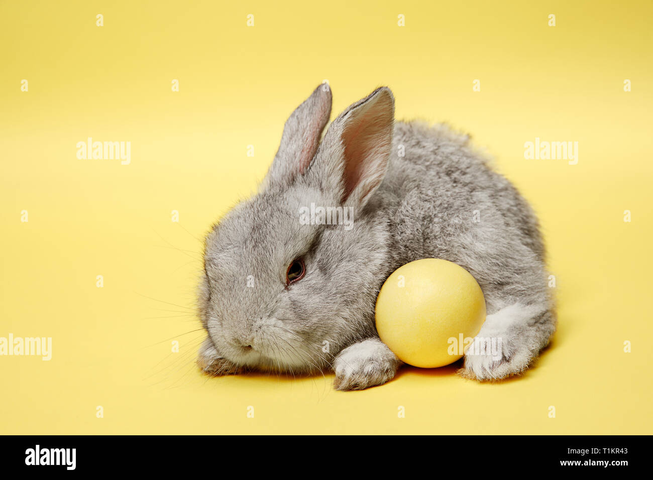 Lapin lapin de Pâques avec des oeufs peints sur fond jaune. Pâques, fête du printemps, l'animal, et maison de concept. Banque D'Images