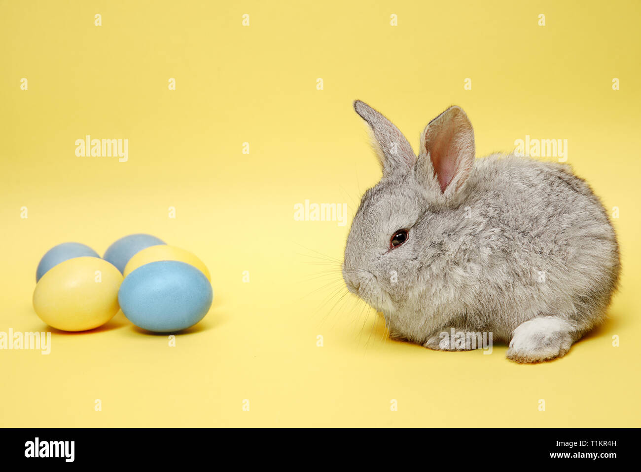 Lapin de Pâques lapin avec oeufs peints sur fond jaune. Pâques, fête du printemps, l'animal, et maison de concept. Banque D'Images