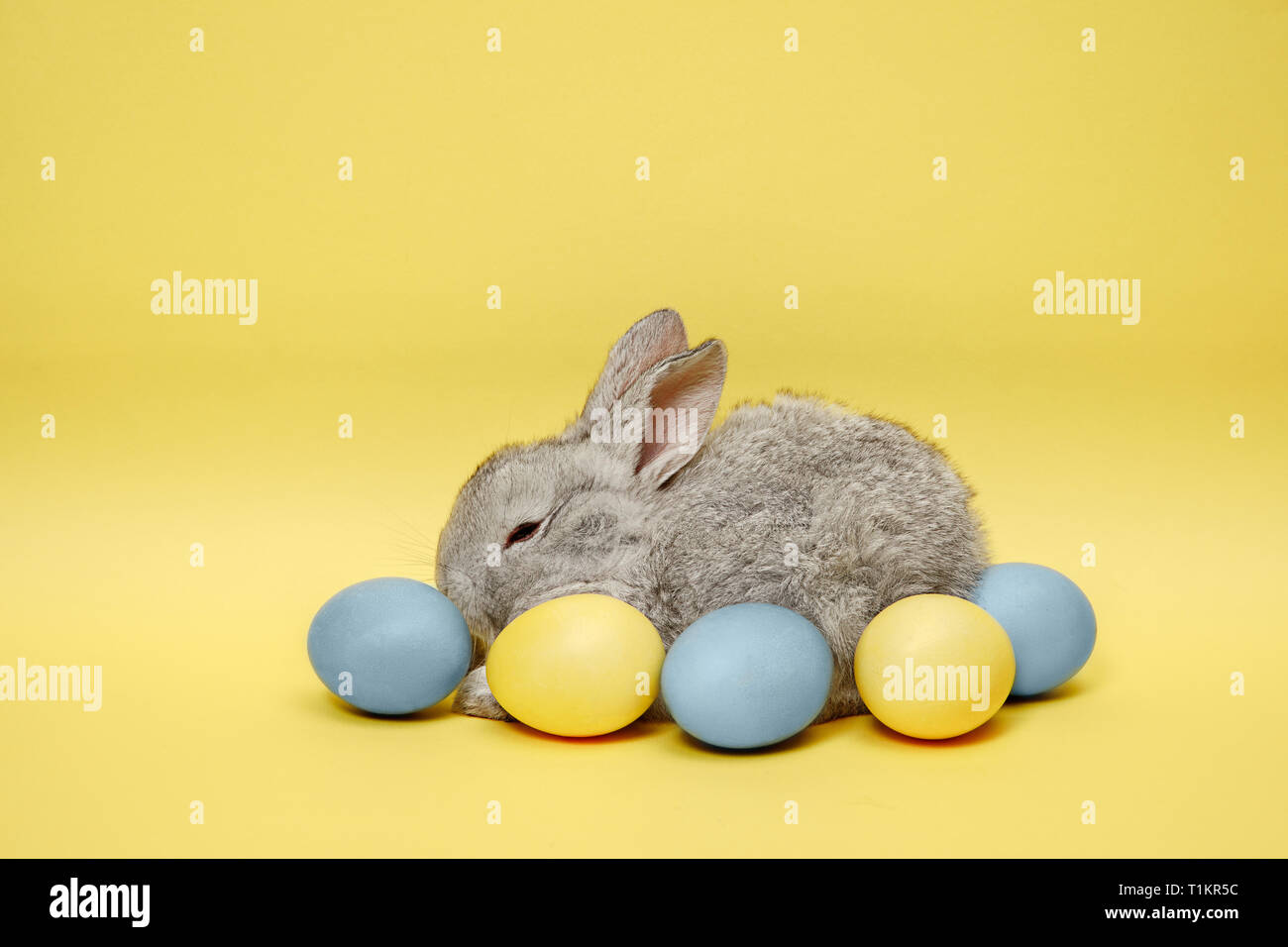 Lapin de Pâques lapin avec oeufs peints sur fond jaune. Pâques, fête du printemps, l'animal, et maison de concept. Banque D'Images