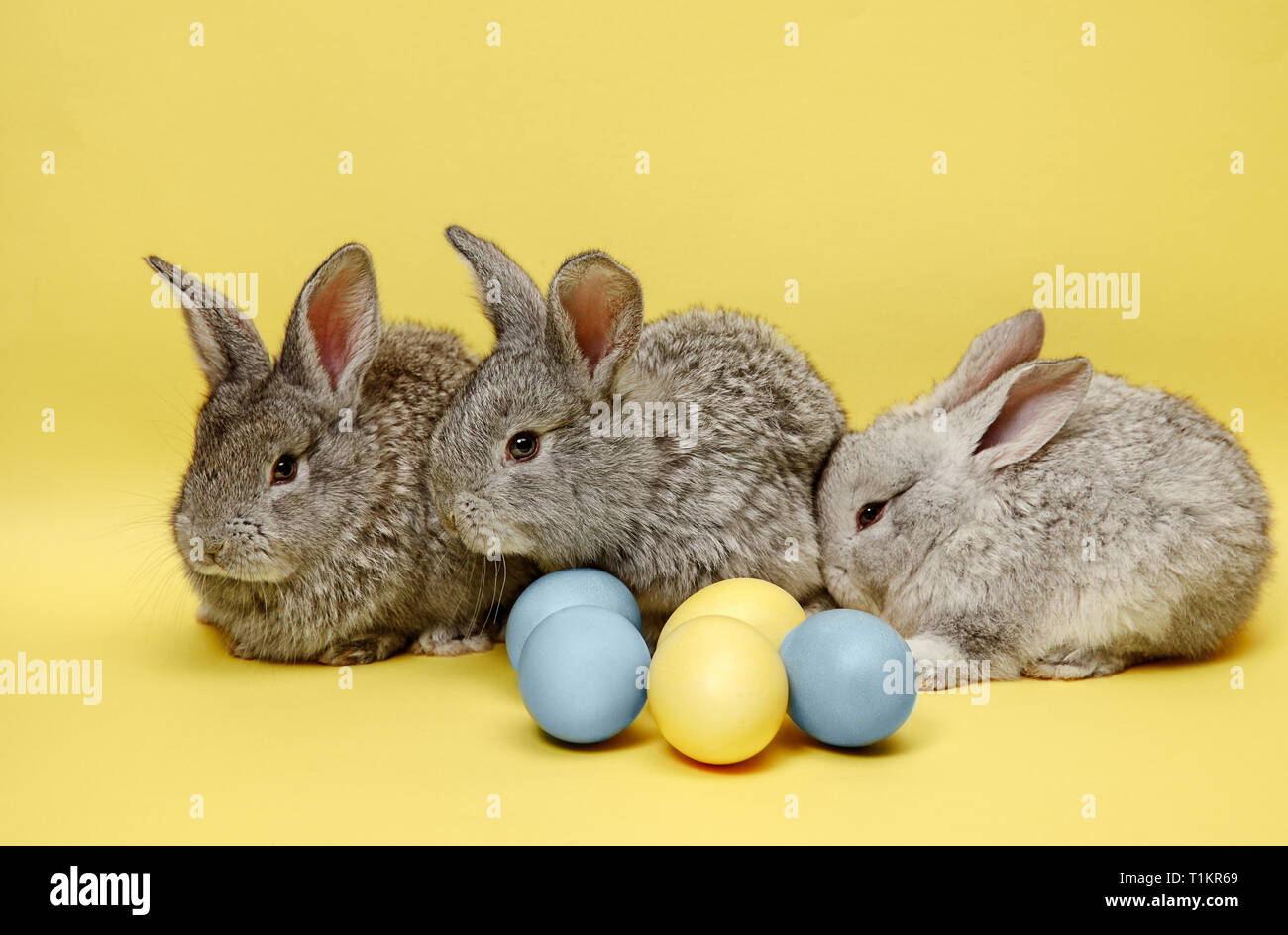Lapin de Pâques le lapin avec oeufs peints sur fond jaune. Pâques, fête du printemps, l'animal, et maison de concept. Banque D'Images
