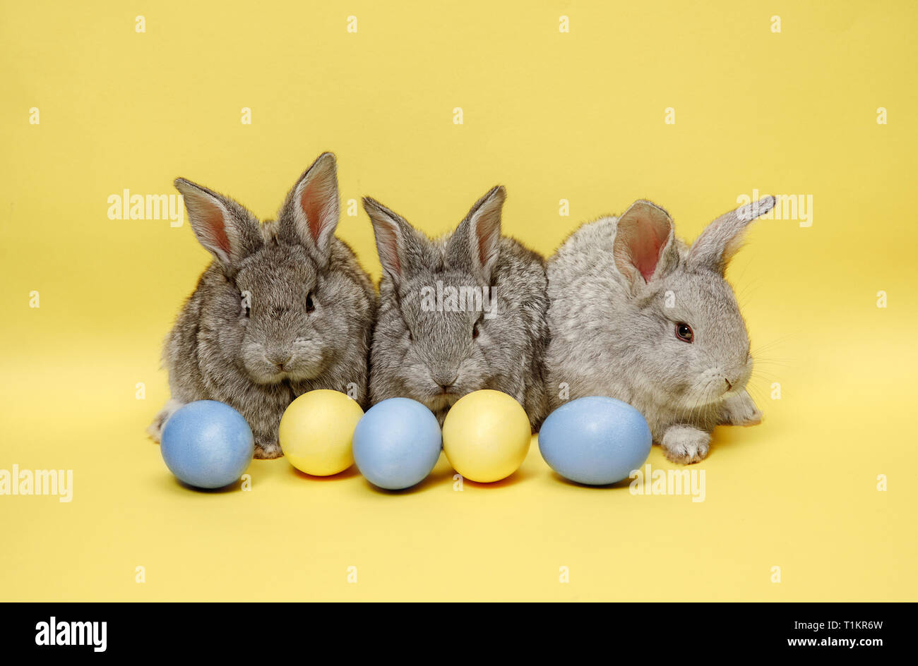 Lapin de Pâques le lapin avec oeufs peints sur fond jaune. Pâques, fête du printemps, l'animal, et maison de concept. Banque D'Images