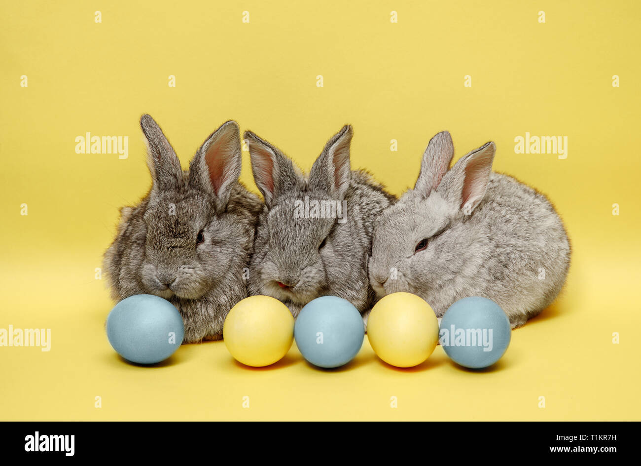 Lapin de Pâques le lapin avec oeufs peints sur fond jaune. Pâques, fête du printemps, l'animal, et maison de concept. Banque D'Images