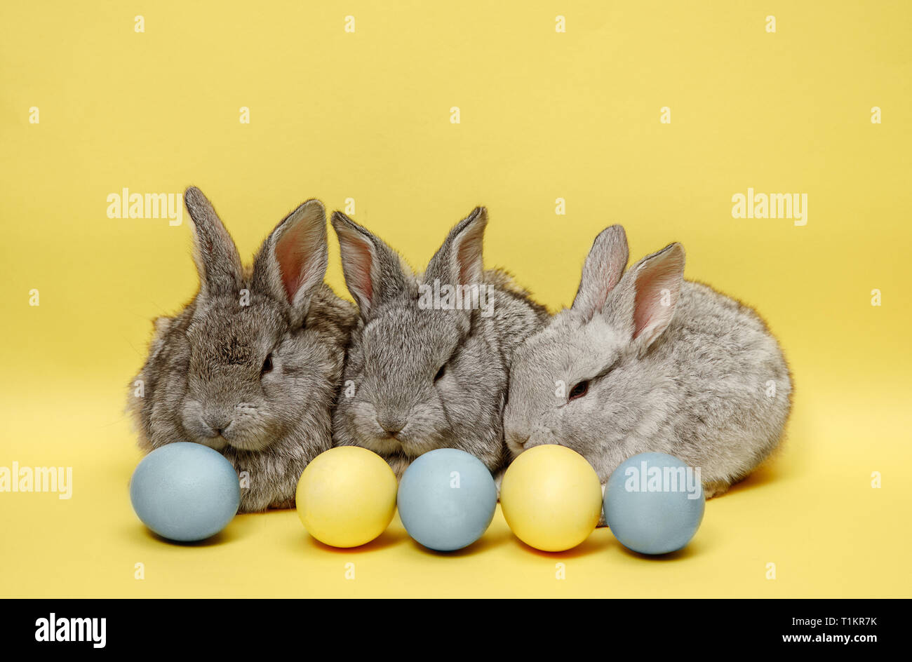 Lapin de Pâques le lapin avec oeufs peints sur fond jaune. Pâques, fête du printemps, l'animal, et maison de concept. Banque D'Images
