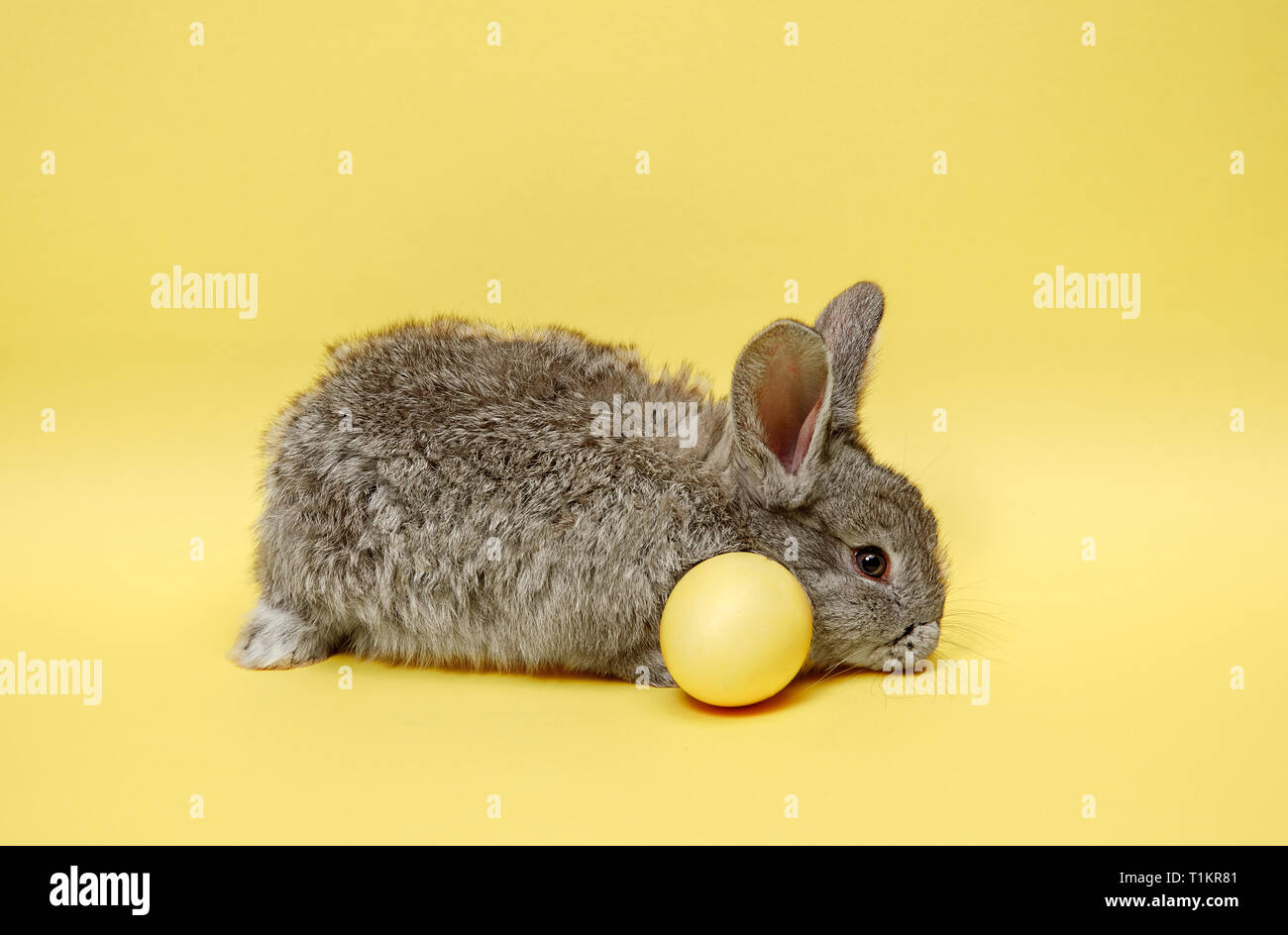 Lapin lapin de Pâques avec des oeufs peints sur fond jaune. Pâques, fête du printemps, l'animal, et maison de concept. Banque D'Images