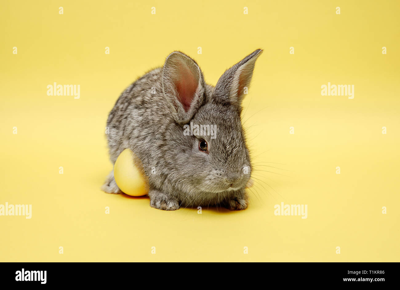 Lapin lapin de Pâques avec des oeufs peints sur fond jaune. Pâques, fête du printemps, l'animal, et maison de concept. Banque D'Images