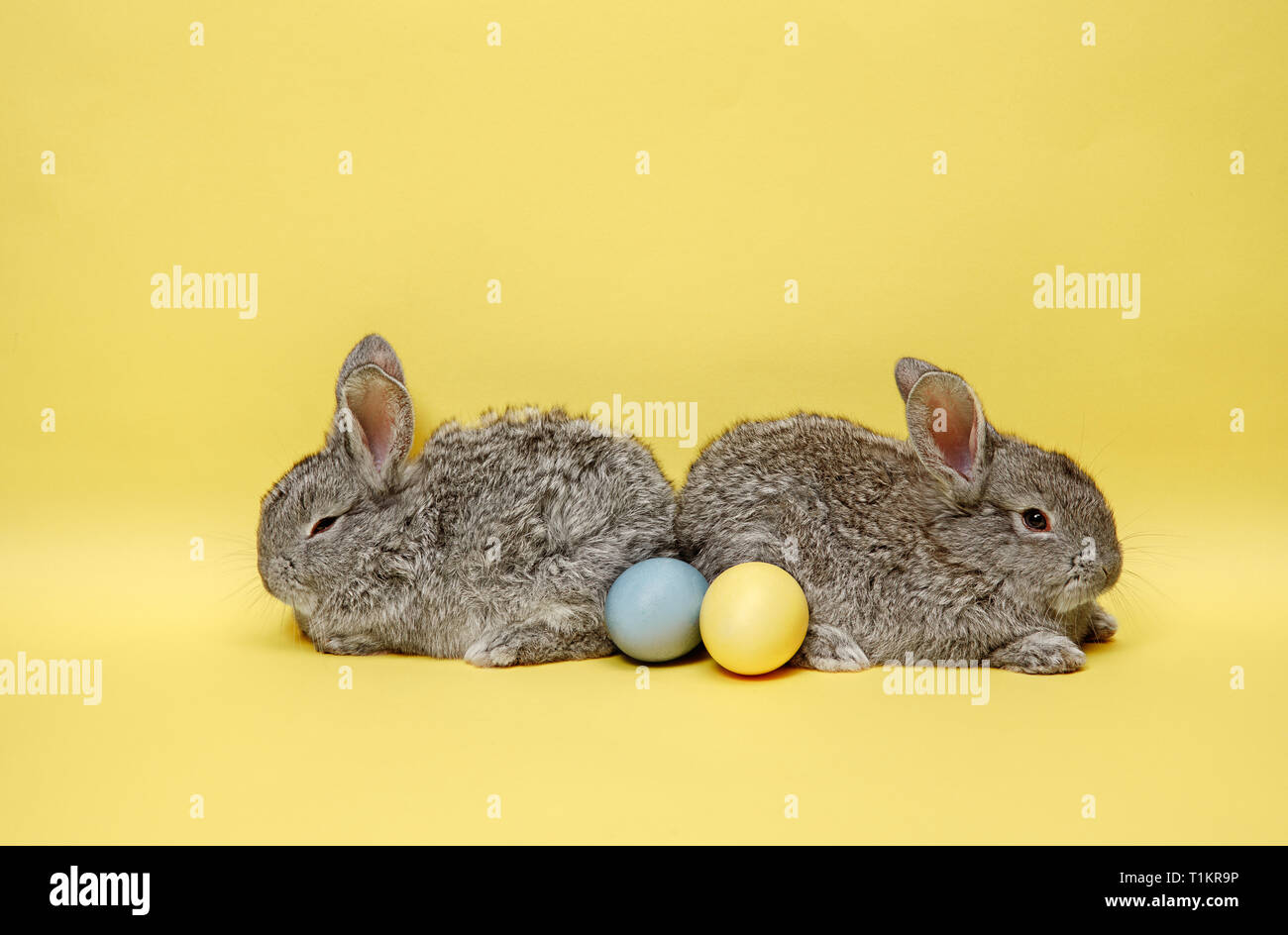 Lapin de Pâques le lapin avec oeufs peints sur fond jaune. Pâques, fête du printemps, l'animal, et maison de concept. Banque D'Images
