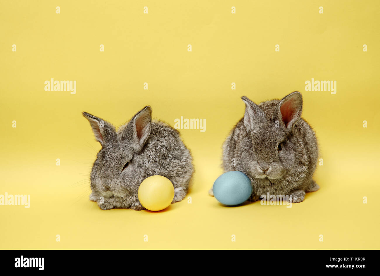Lapin de Pâques le lapin avec oeufs peints sur fond jaune. Pâques, fête du printemps, l'animal, et maison de concept. Banque D'Images