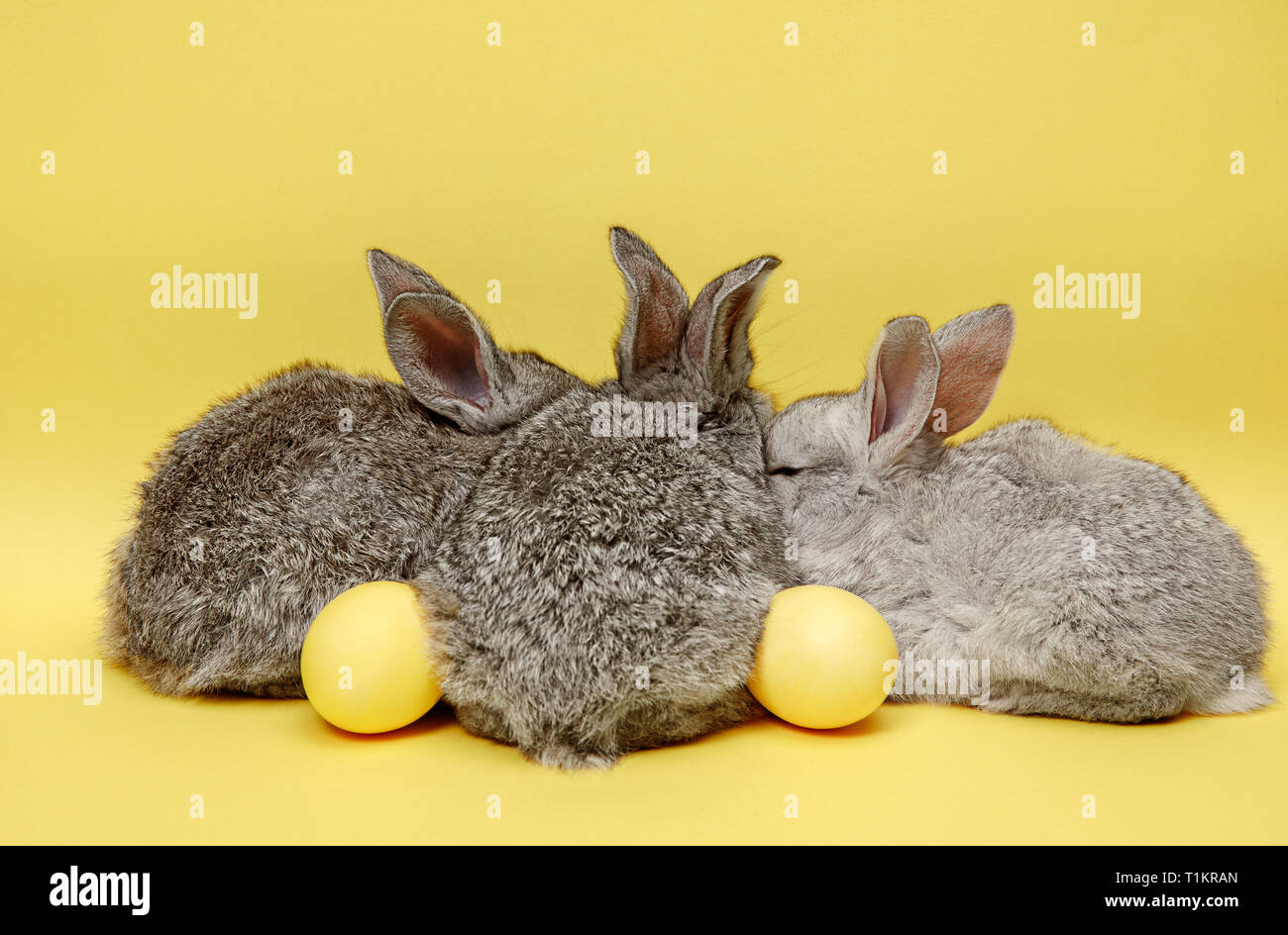 Lapin de Pâques le lapin avec oeufs peints sur fond jaune. Pâques, fête du printemps, l'animal, et maison de concept. Banque D'Images