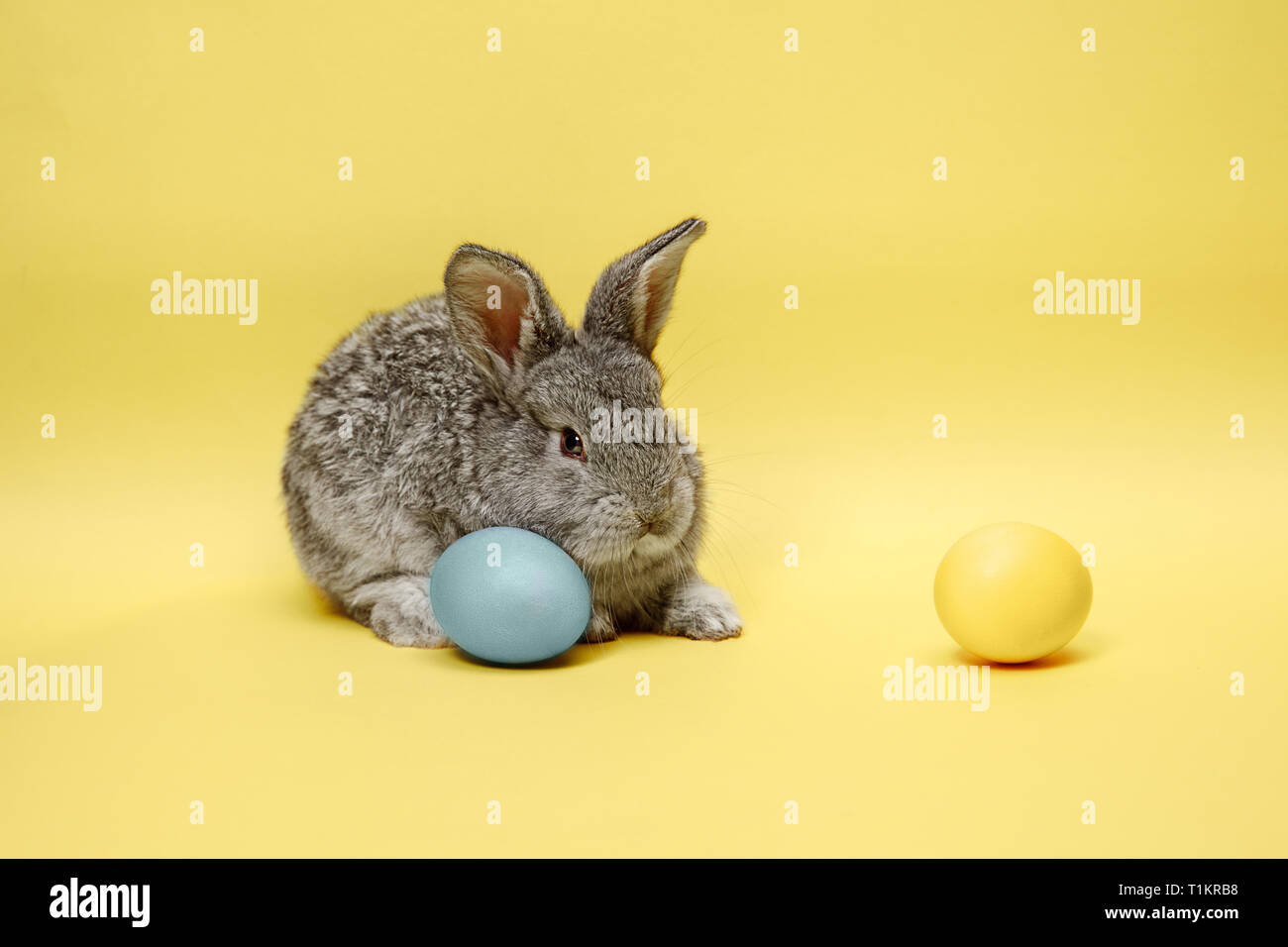 Lapin de Pâques lapin avec oeufs peints sur fond jaune. Pâques, fête du printemps, l'animal, et maison de concept. Banque D'Images