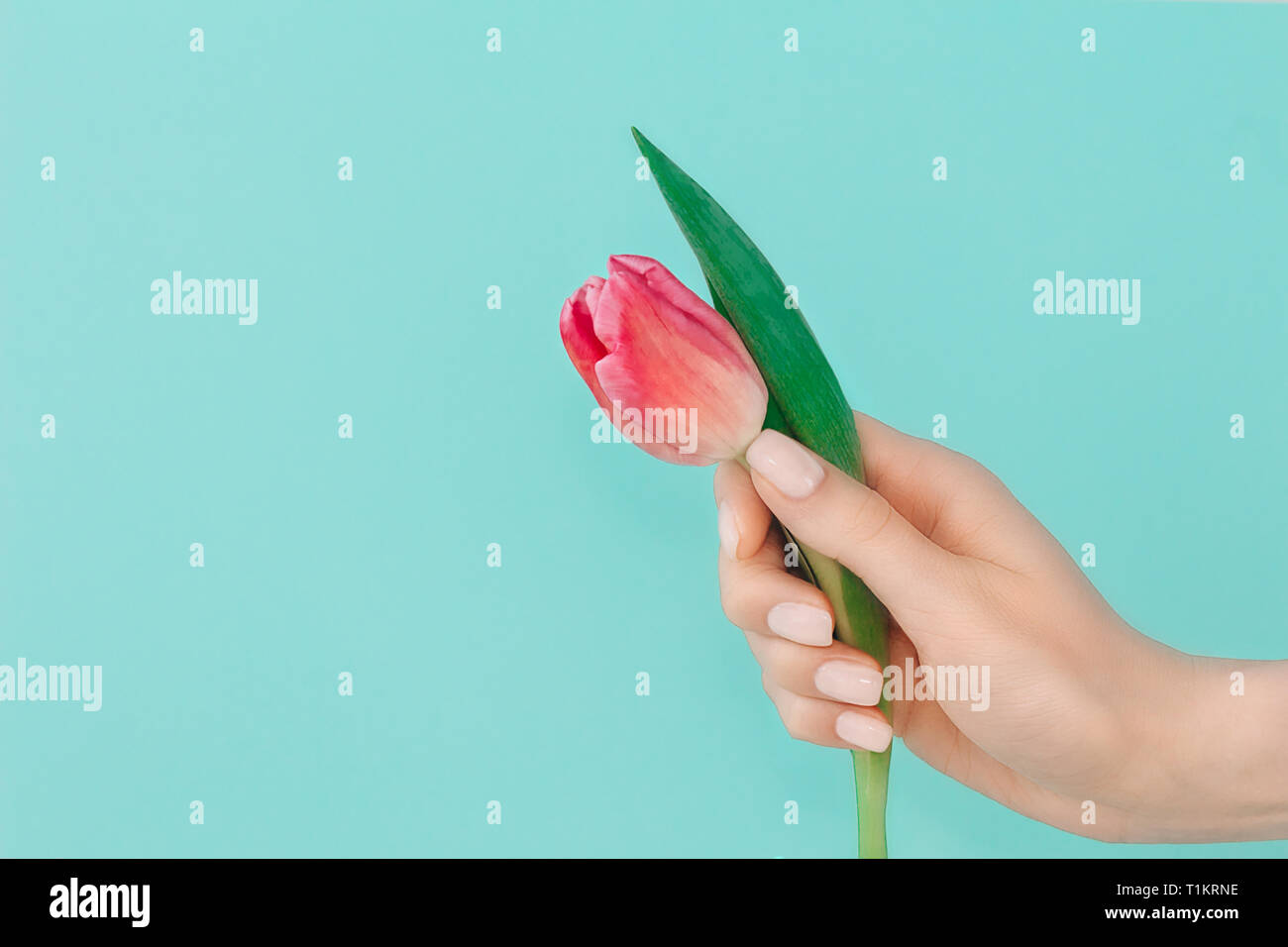 Quartier branché printemps délicat.manucure nail design avec main de femme sur fond bleu clair turquiose holding tulipe rose fleur. Copier l'espace. Banque D'Images
