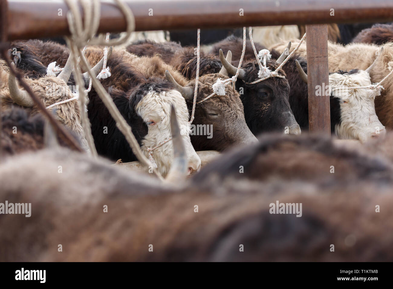 Le bétail à vendre à Kashgar Marché des animaux (Province du Xinjiang, Chine) Banque D'Images
