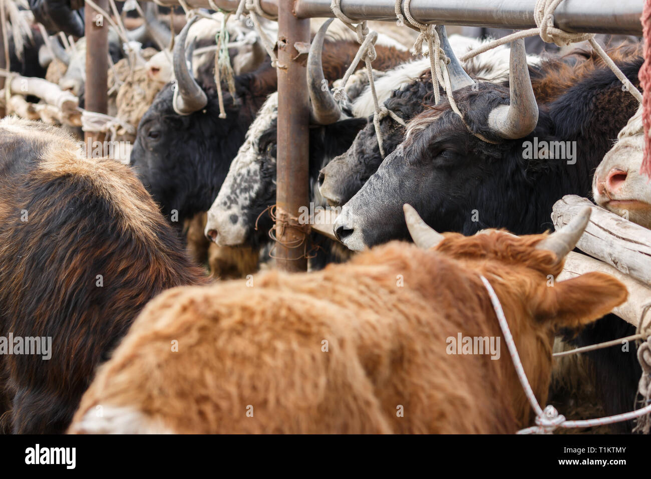 Les yacks à vendre à Kashgar marché des animaux (Province du Xinjiang, Chine) Banque D'Images