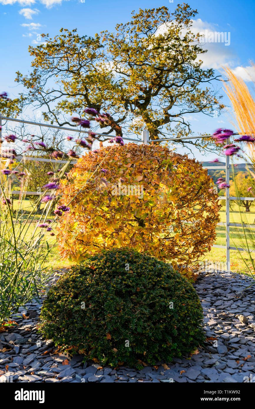La couleur en automne dans le magnifique jardin privé - élégant et contemporain, l'aménagement paysager, la plantation et ardoise jetons sur border rural (Yorkshire, Angleterre, Royaume-Uni) Banque D'Images