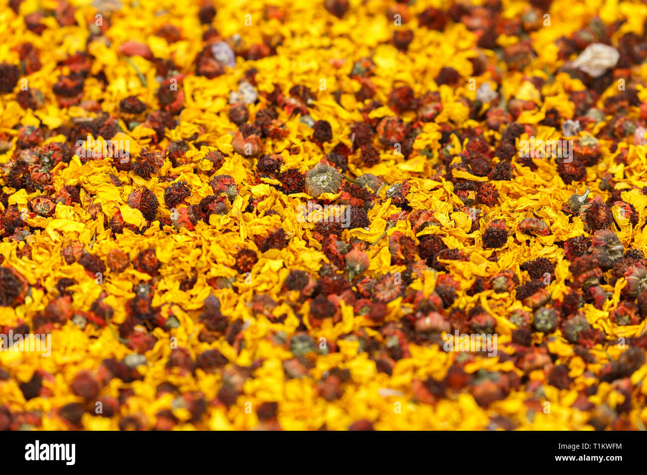 KASHGAR, Xinjiang / CHINE - 1 octobre 2017 : Close up / Macro de fleur de chrysanthème Neige - ingrédient pour herb de thé de fleurs. Banque D'Images