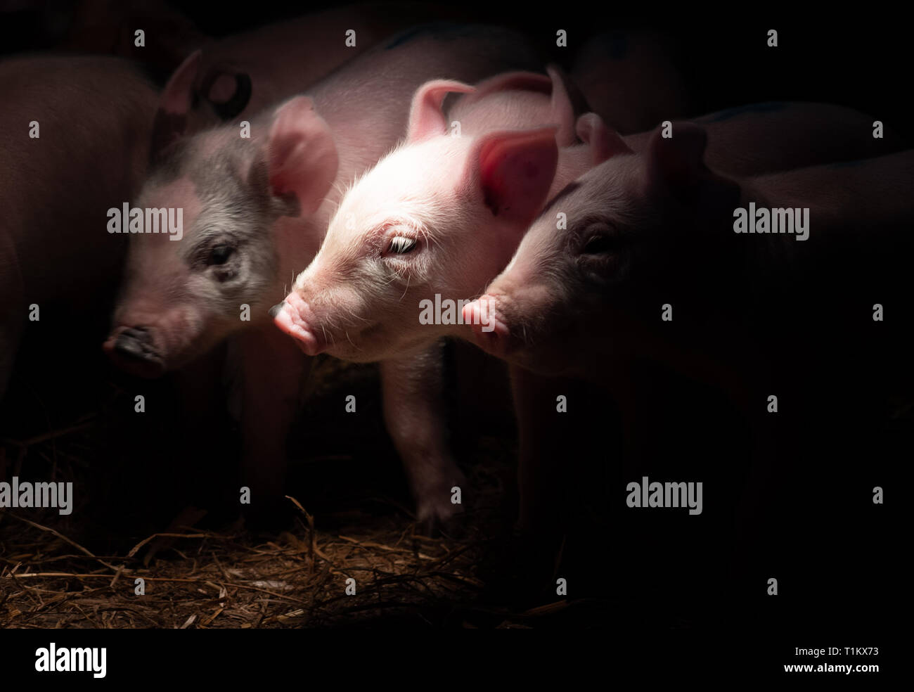 Les porcs nouveau-né dans le nid de paille au calage Banque D'Images