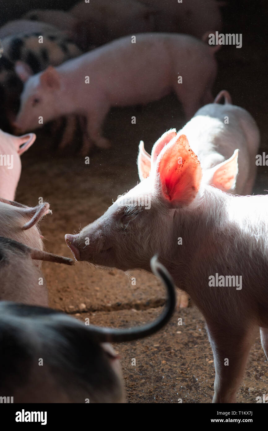 Les porcs nouveau-né dans le nid de paille au calage Banque D'Images