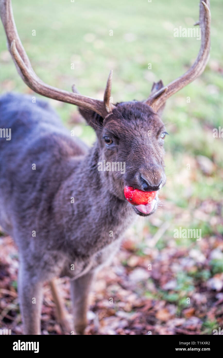 Cerf dans le parc Phoenix Banque D'Images