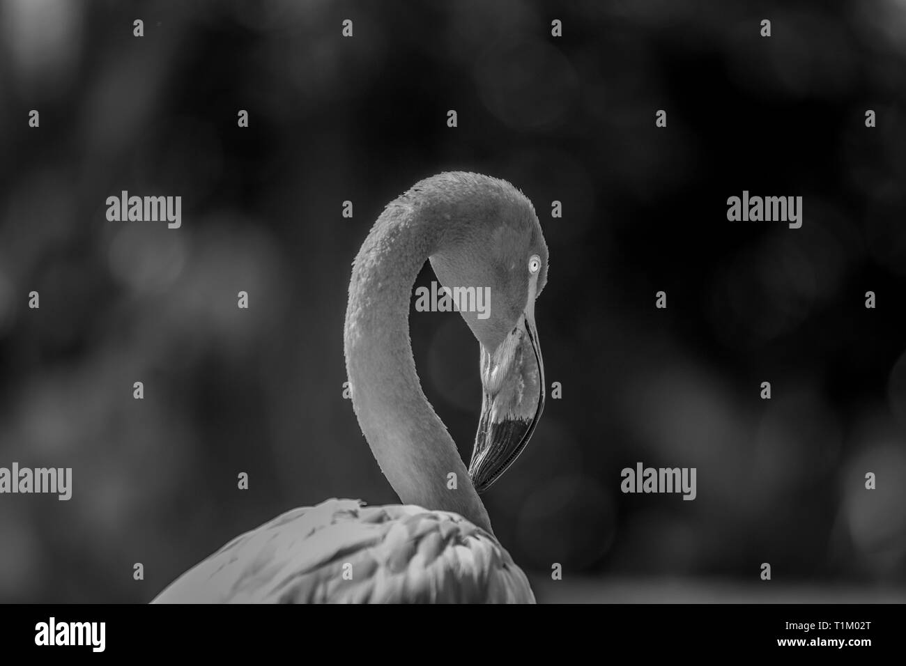 American flamingo fermer jusqu'à la forêt en noir et blanc. Banque D'Images