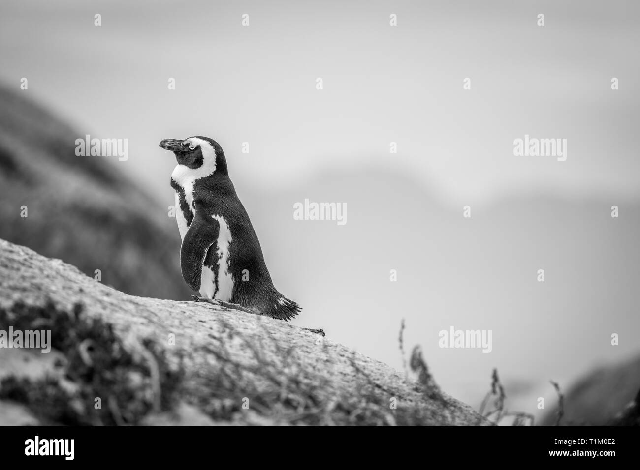 Manchot debout sur un rocher en noir et blanc, Afrique du Sud. Banque D'Images